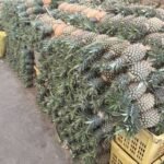 Fresh Thai Pineapple – Premium Export Grade
