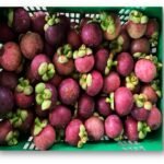 Fresh Thai Mangosteen – Premium Export Grade