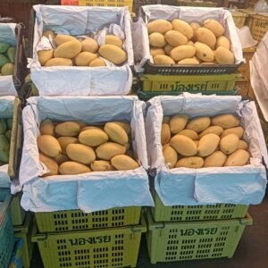 Fresh Thai Nam Dok Mai Mango – Premium Export Grade