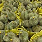 Fresh Thai Durian – Monthong Grade A (Export Quality)