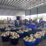 Fresh Thai Young Coconut – Ready to Drink (Premium Export Grade)