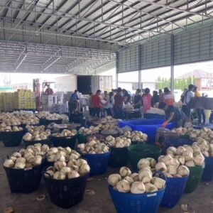 Fresh Thai Young Coconut – Ready to Drink (Premium Export Grade)